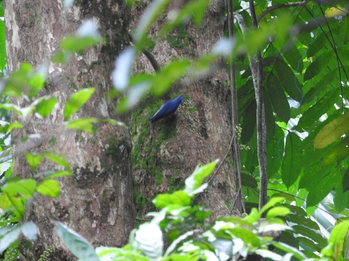 Velvet-fronted Nuthatch (Sitta frontalis), photo 10