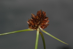 Cyperus reflexus