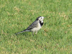 Motacilla alba