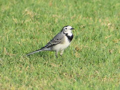 Motacilla alba