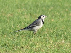 Motacilla alba