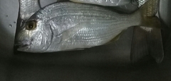 Rhabdosargus haffara
