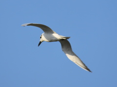 Gelochelidon nilotica