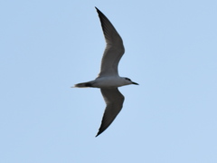 Gelochelidon nilotica