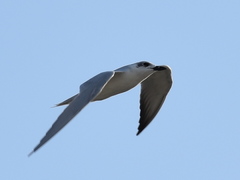 Gelochelidon nilotica