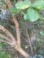 Frangula californica