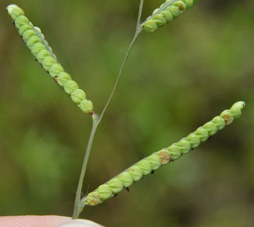 Image of Paspalum laeve by (c) Dan Johnson, some rights reserved (CC BY)