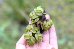 Salvinia auriculata