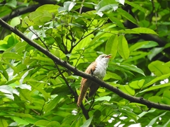 Cacomantis merulinus