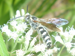 Colpa octomaculata