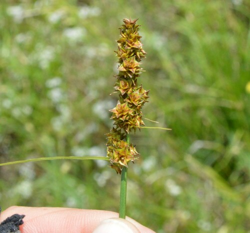 Eastern Fox Sedge (Carex triangularis)