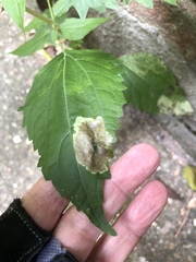 Calycomyza eupatoriphaga