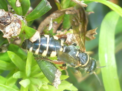 Myzinum carolinianum