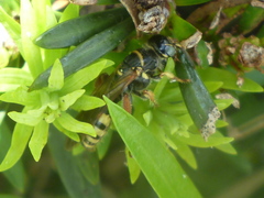 Myzinum carolinianum