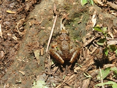 Fejervarya limnocharis