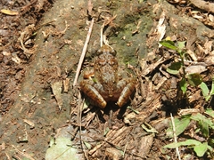 Fejervarya limnocharis