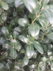 Buxus