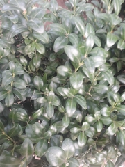Buxus