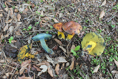 Cyanoboletus
