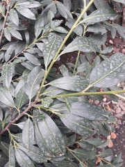 Prunus laurocerasus