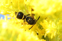 Ancistrocerus unifasciatus