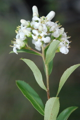 Escallonia hypoglauca