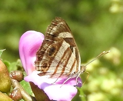 Dynamine postverta mexicana