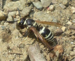 Ancistrocerus waldenii