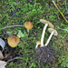 Inocybe salicis - Photo (c) Davide Puddu, some rights reserved (CC BY), uploaded by Davide Puddu