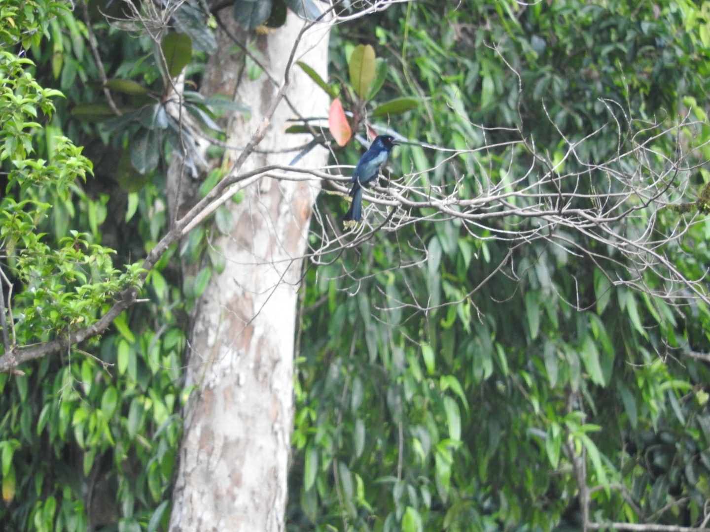 Sumatran Drongo (Dicrurus sumatranus), photo 5