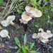 Leucoinocybe lenta - Photo (c) Davide Puddu, some rights reserved (CC BY-NC), uploaded by Davide Puddu