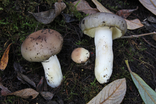 Russula medullata image