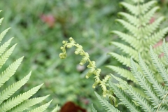 Amauropelta decurtata