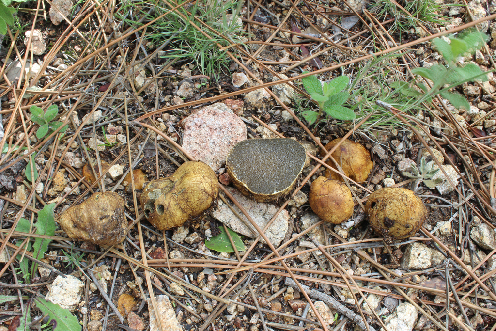 Yellow False Truffle (Fungi of southern Africa) · iNaturalist