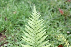 Amauropelta decurtata