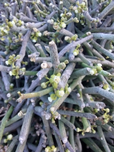 Cynanchum gerrardii