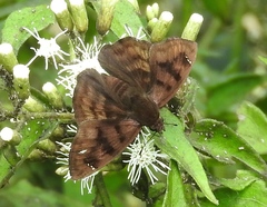 Nisoniades bromias