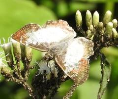 Antigonus emorsa