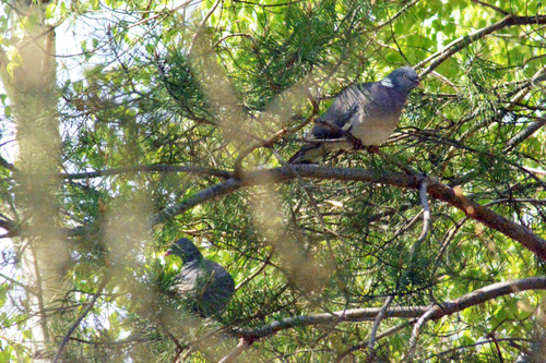 Paloma torcaz (Columba palumbus)
