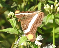 Adelpha fessonia