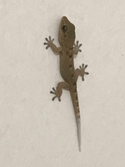 Tarentola delalandii