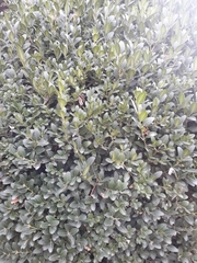 Buxus