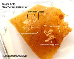 Cradoscrupocellaria reptans