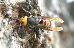 Vespa mandarinia japonica