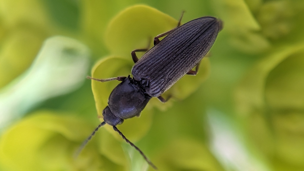 Dicronychus equisetioides