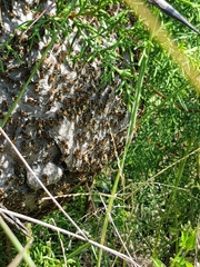 Brachygastra