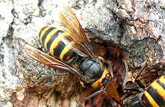 Vespa mandarinia japonica