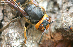 Vespa mandarinia japonica