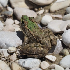 Pelophylax kurtmuelleri