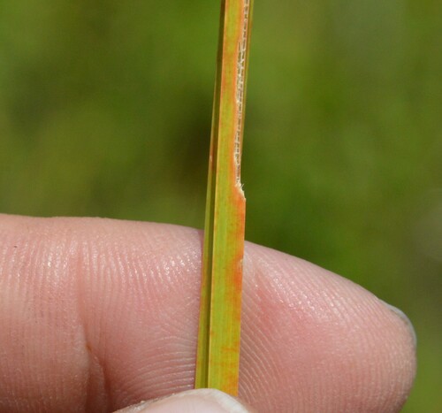 Image of Eleocharis quadrangulata by (c) Dan Johnson, some rights reserved (CC BY)